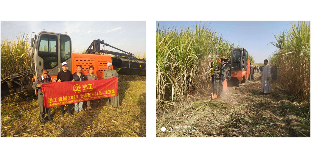 working scene of Jing Gong crawler type whole stalk sugarcane harvester machine