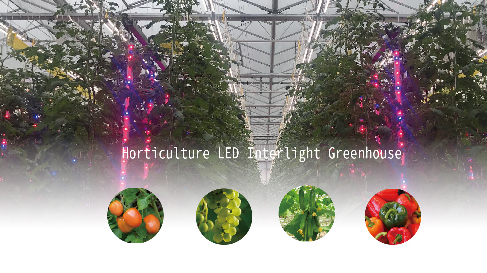 Interlight LED Light fixture for indoor & Greenhouse Solution