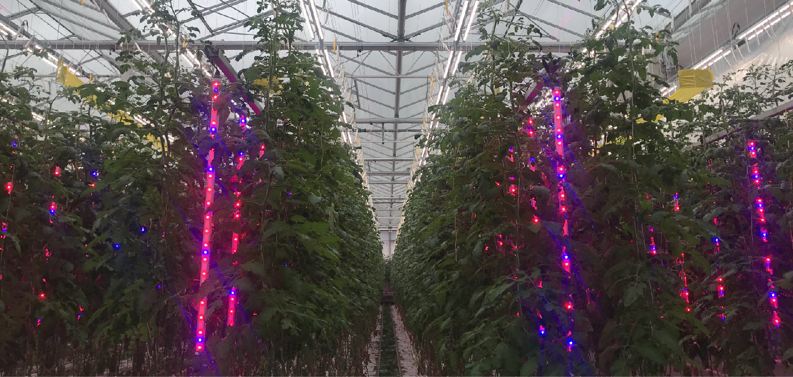 Interlight LED Light fixture for indoor & Greenhouse Solution Interlight LED Light fixture for indoor & Greenhouse Solution