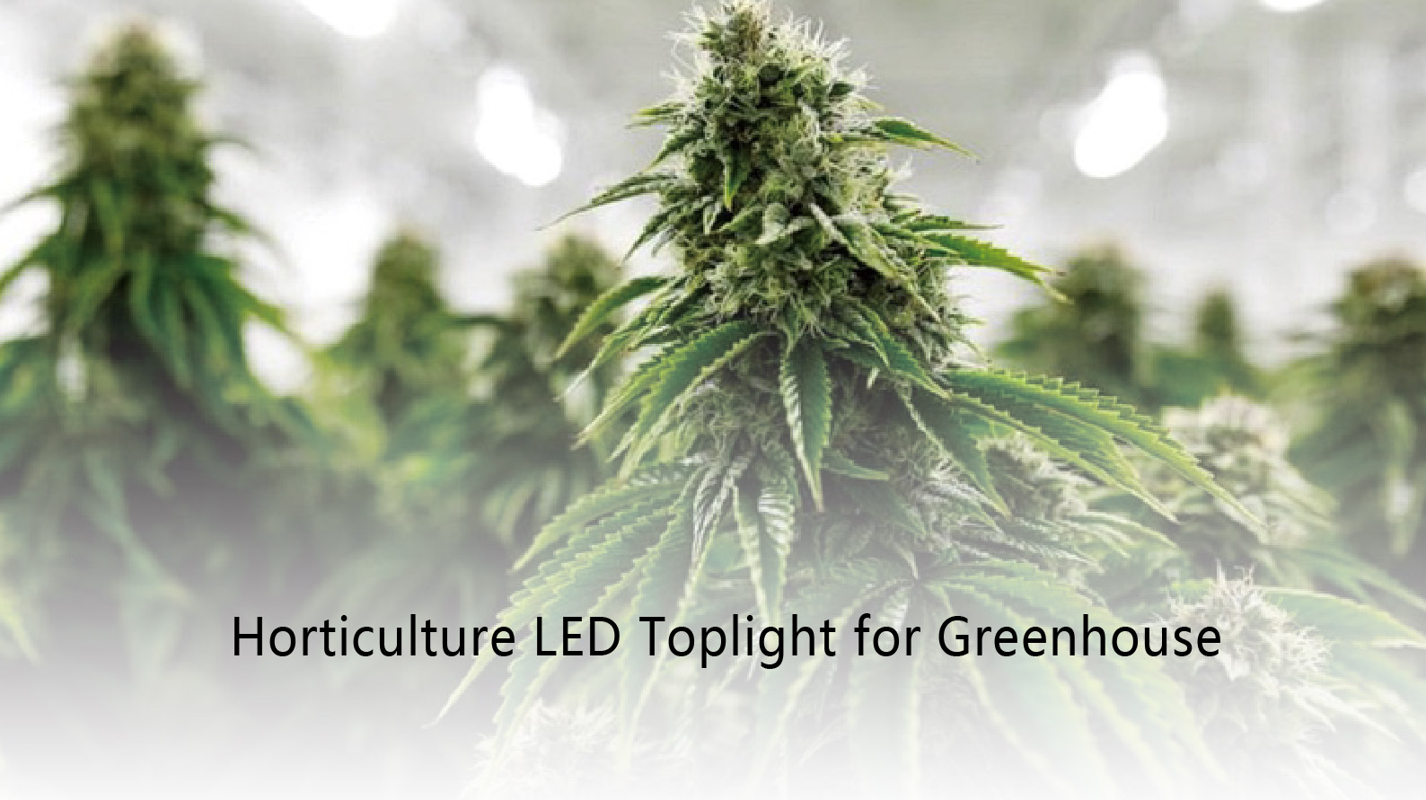 Toplight G5 LED Light fixture for indoor & Greenhouse Solution