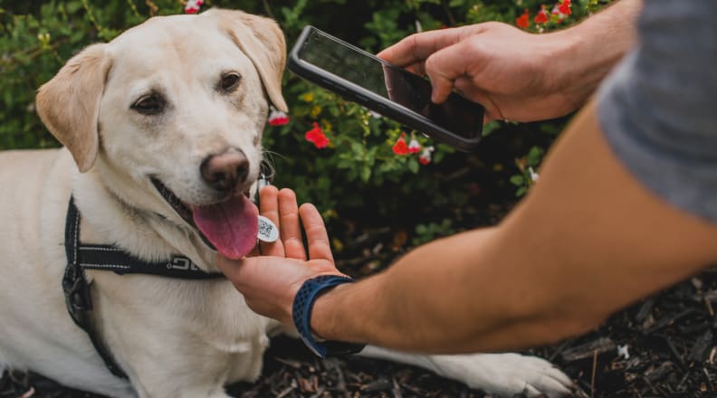 NFC Pet Identification Tag