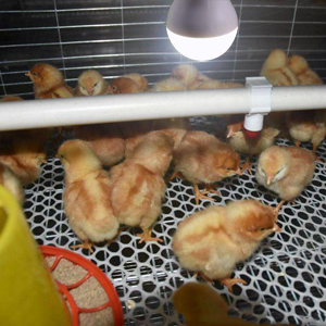 Solar Light Bulbs Factory Solar Light Bulbs Factory