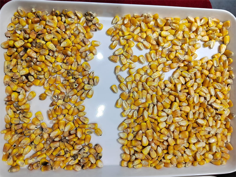 grain colour sorter for sale grain colour sorter for sale