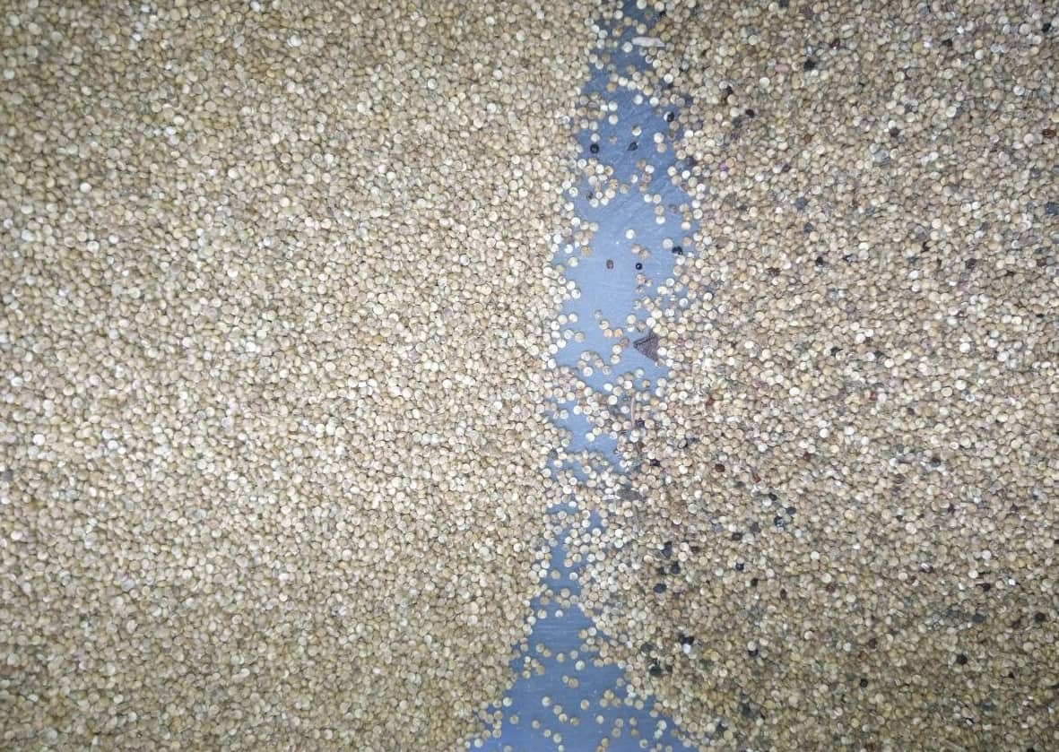 quinoa color selector quinoa color selector