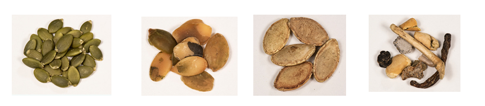 pumpkin seed color sorter pumpkin seed color sorter