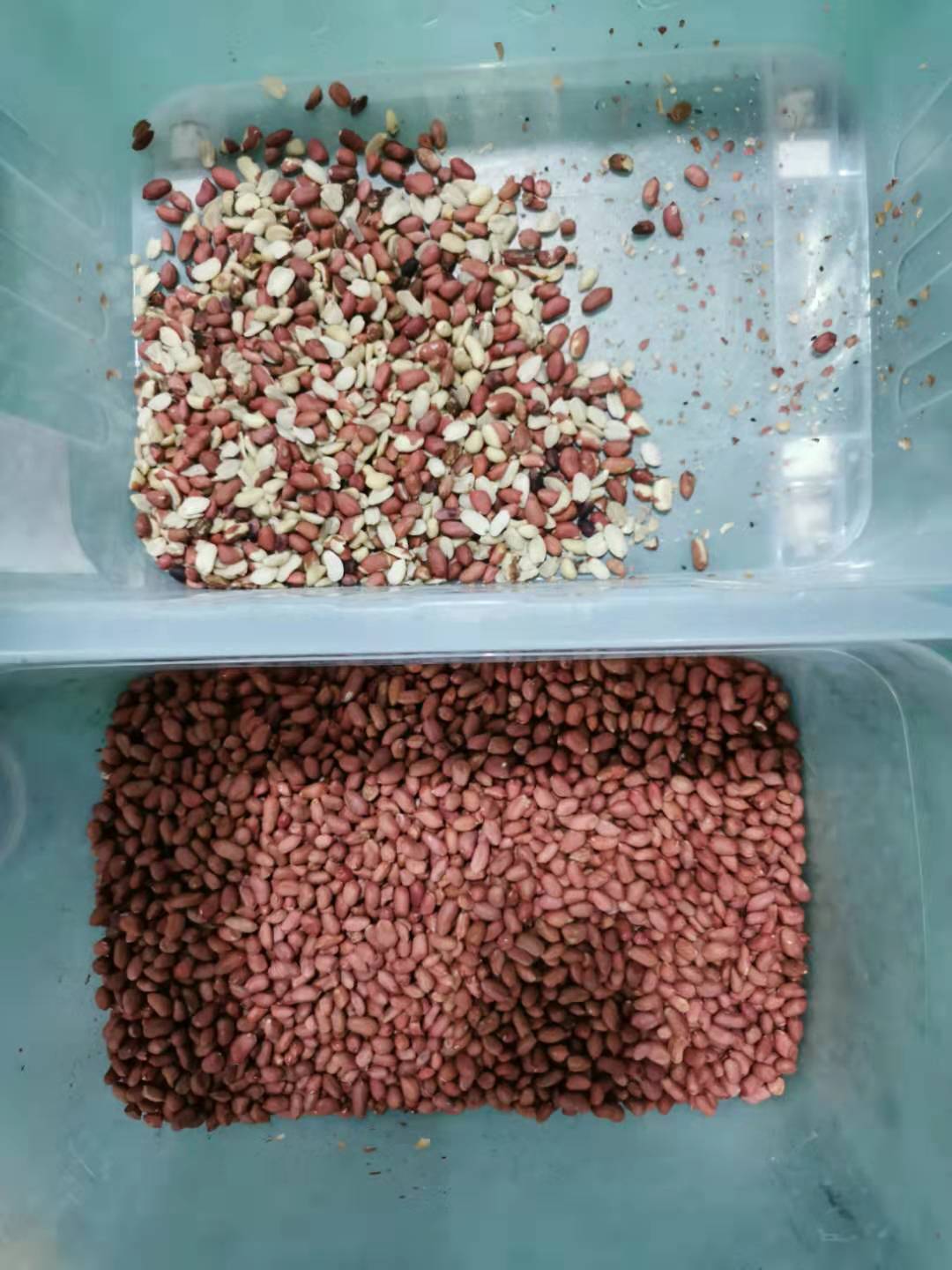 peanut sorter peanut sorter