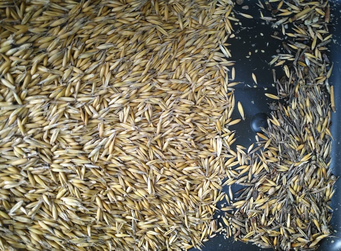 rye color sorter rye color sorter