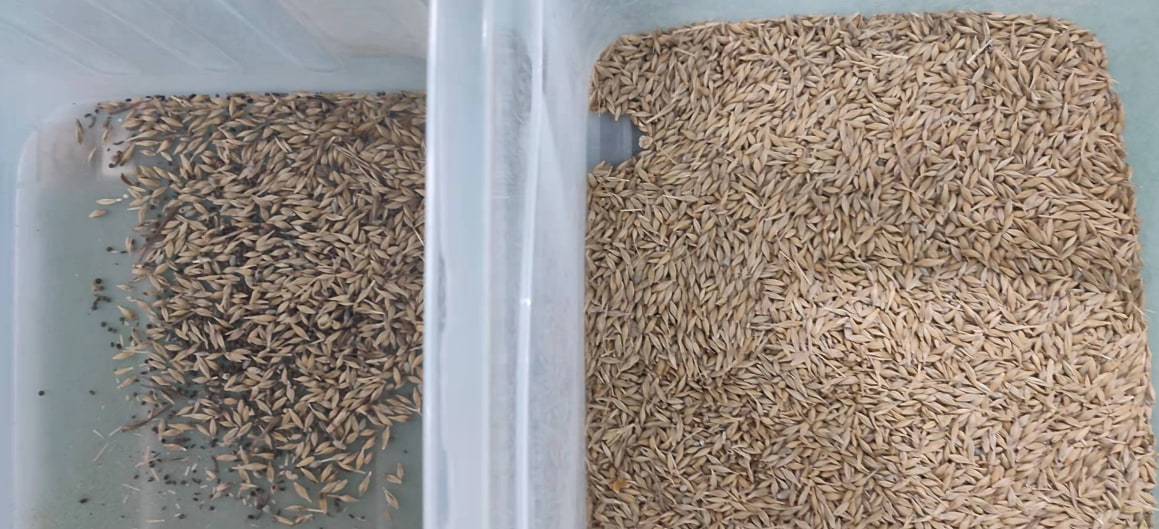 barley color sorter barley color sorter