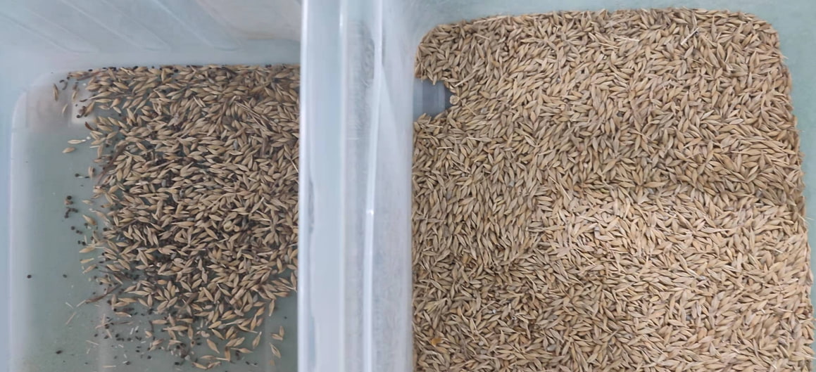 barley color sorter