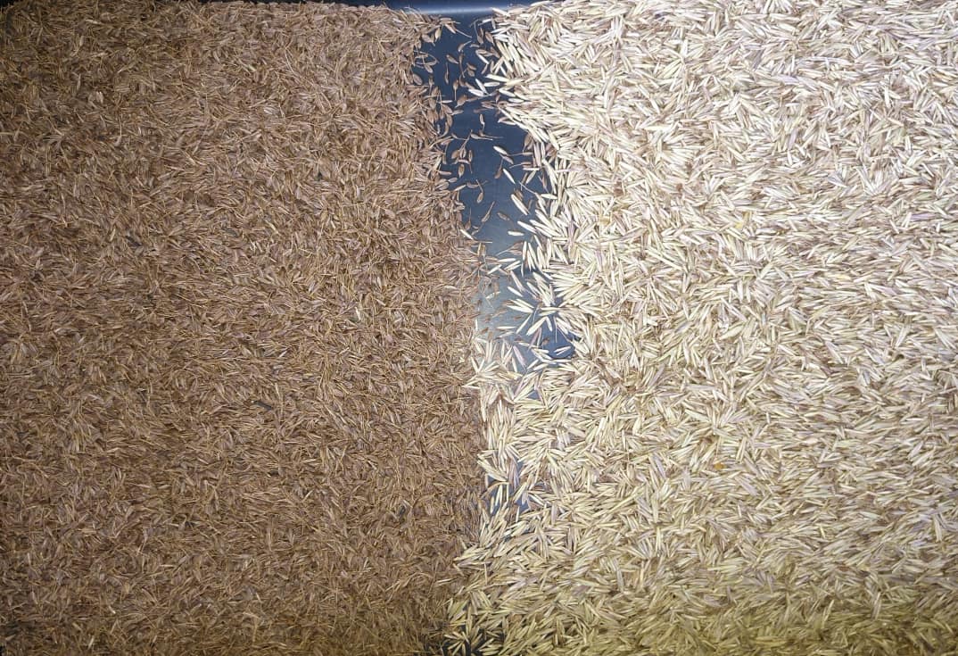 wheat colour sorter wheat colour sorter