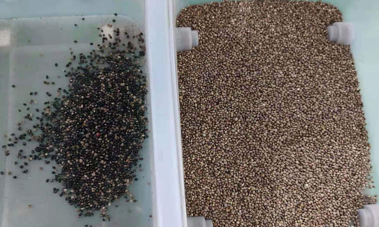 color sorter for hemp seed color sorter for hemp seed