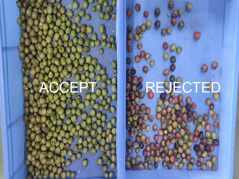 coffee cherry color sorter coffee cherry color sorter