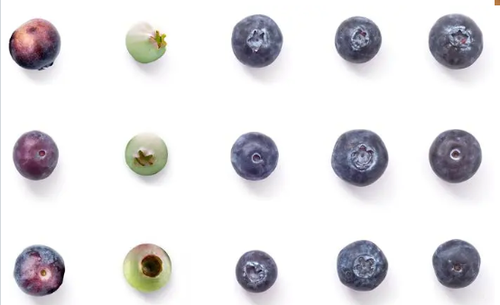 blueberry color sorter