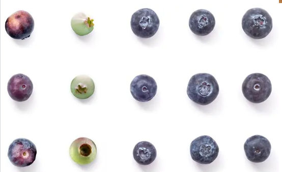 blueberry color sorter blueberry color sorter