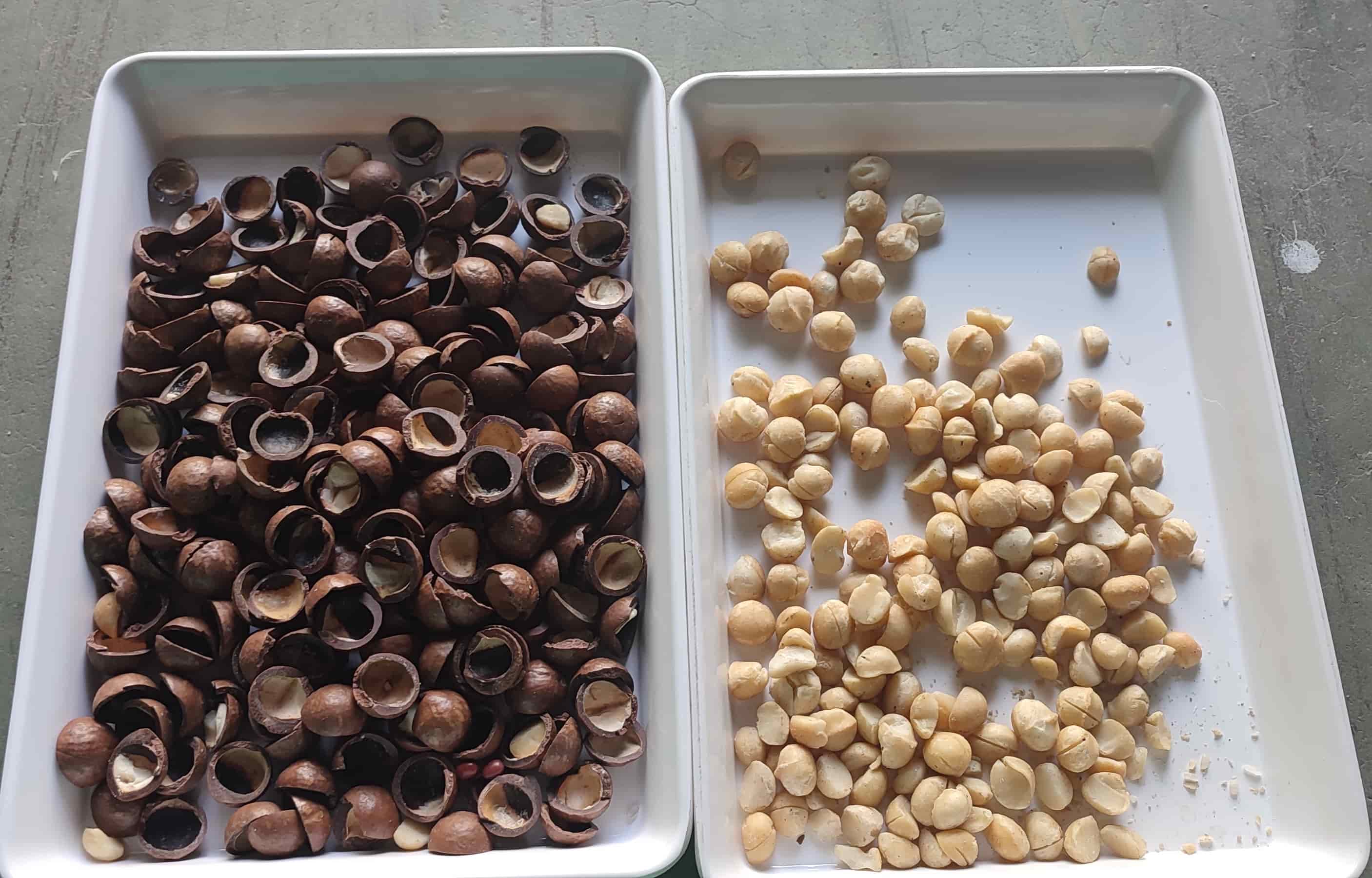macadamia color separator macadamia color separator