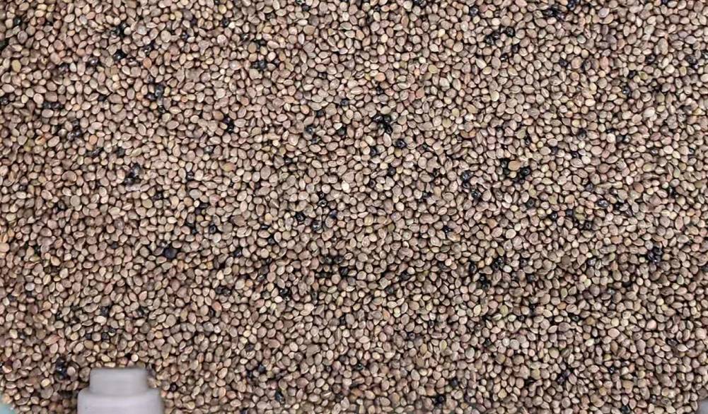 seeds color sorter seeds color sorter