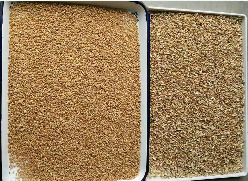 wheat color sorting machine