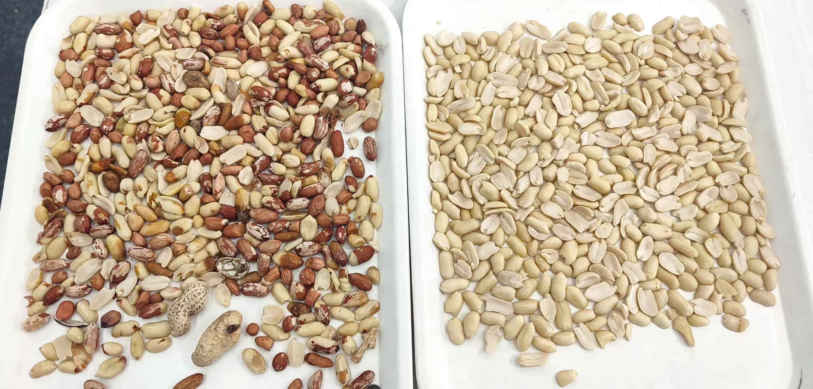 peanut color sorting machine peanut color sorting machine