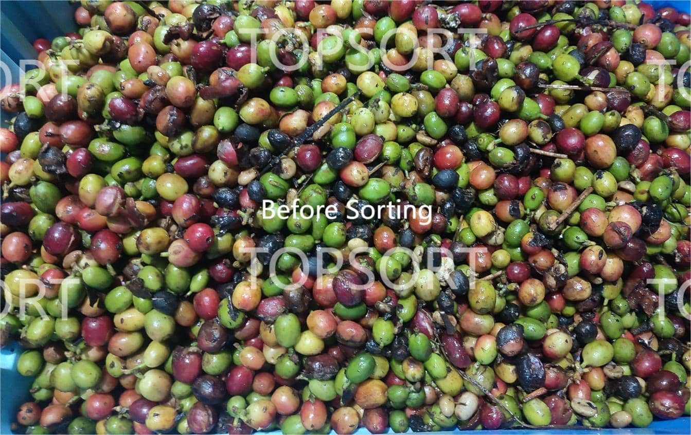 coffee sorting machine coffee sorting machine