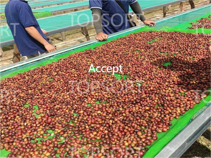 coffee bean color sorter factory