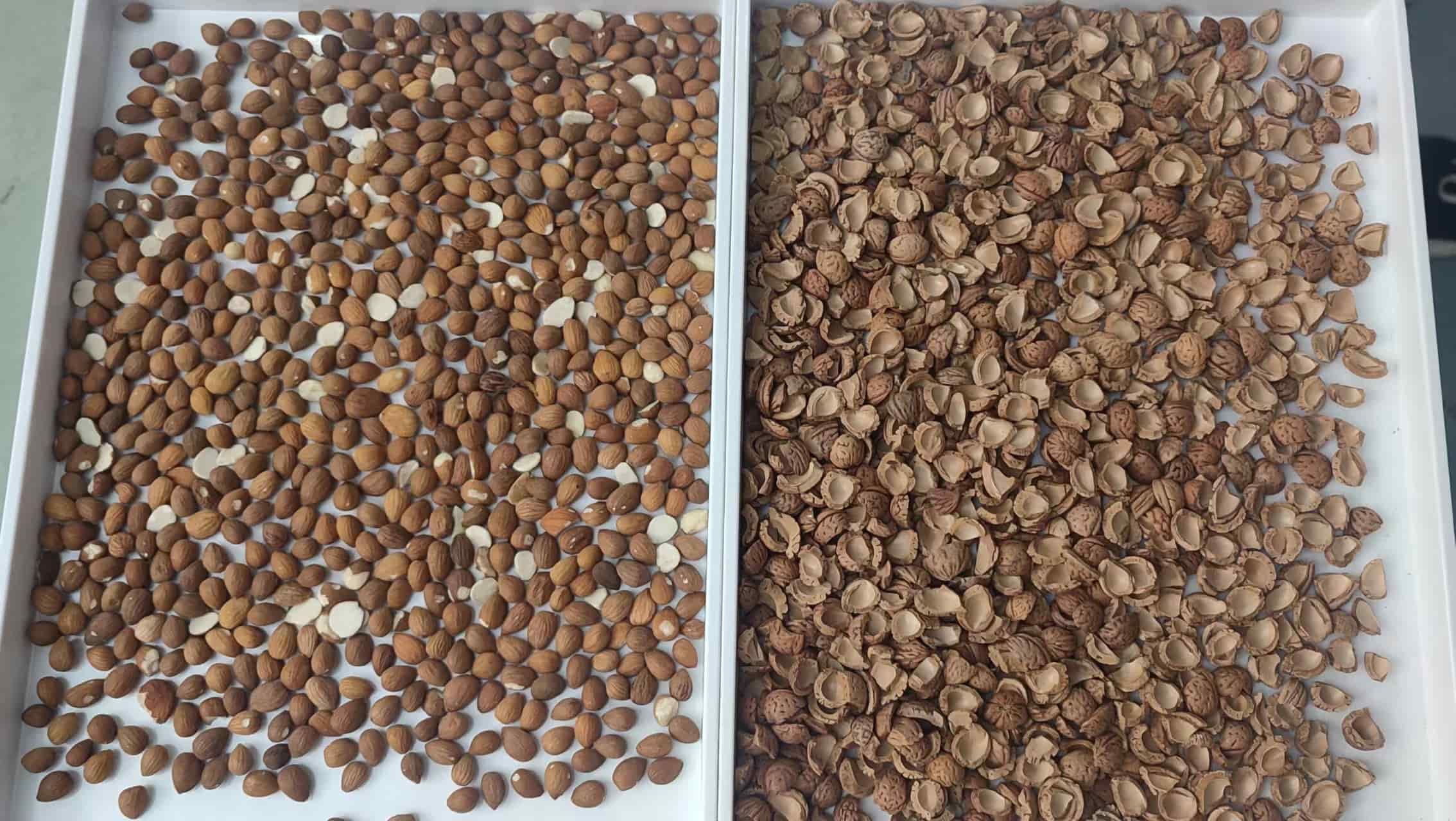 almond color sorting machine almond color sorting machine