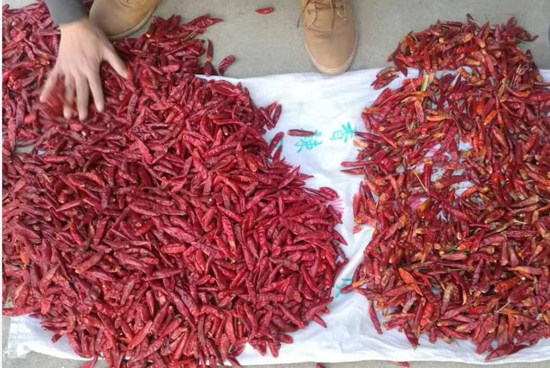 chili color sorter