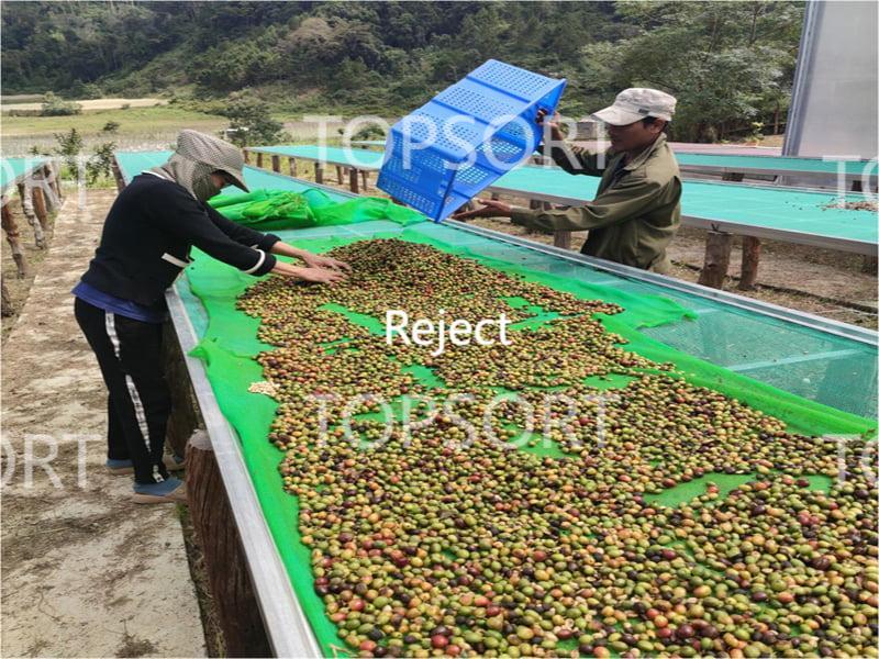 sorting coffee sorting coffee