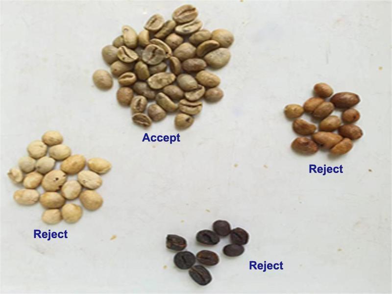 green coffee bean color sorter