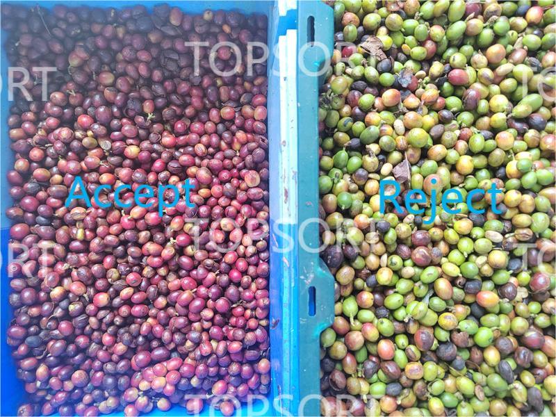 coffee color sorter coffee color sorter