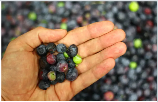 blueberry color sorter blueberry color sorter