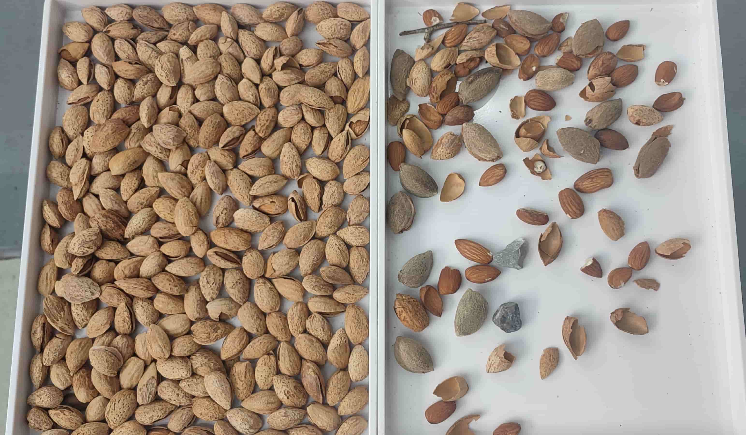 almond colour sorter almond colour sorter