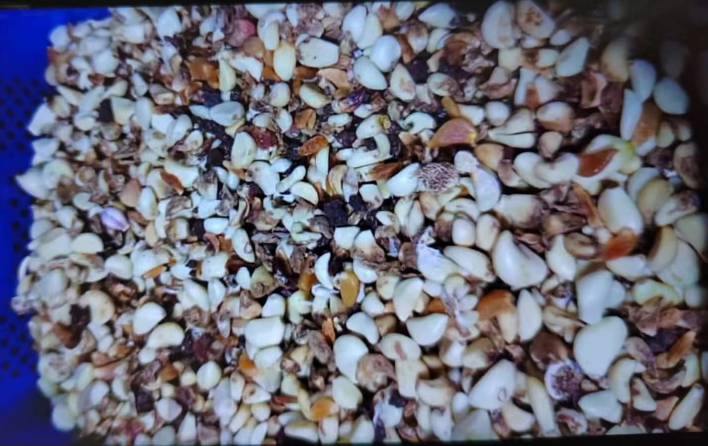 garlic color sorting machine price garlic color sorting machine price