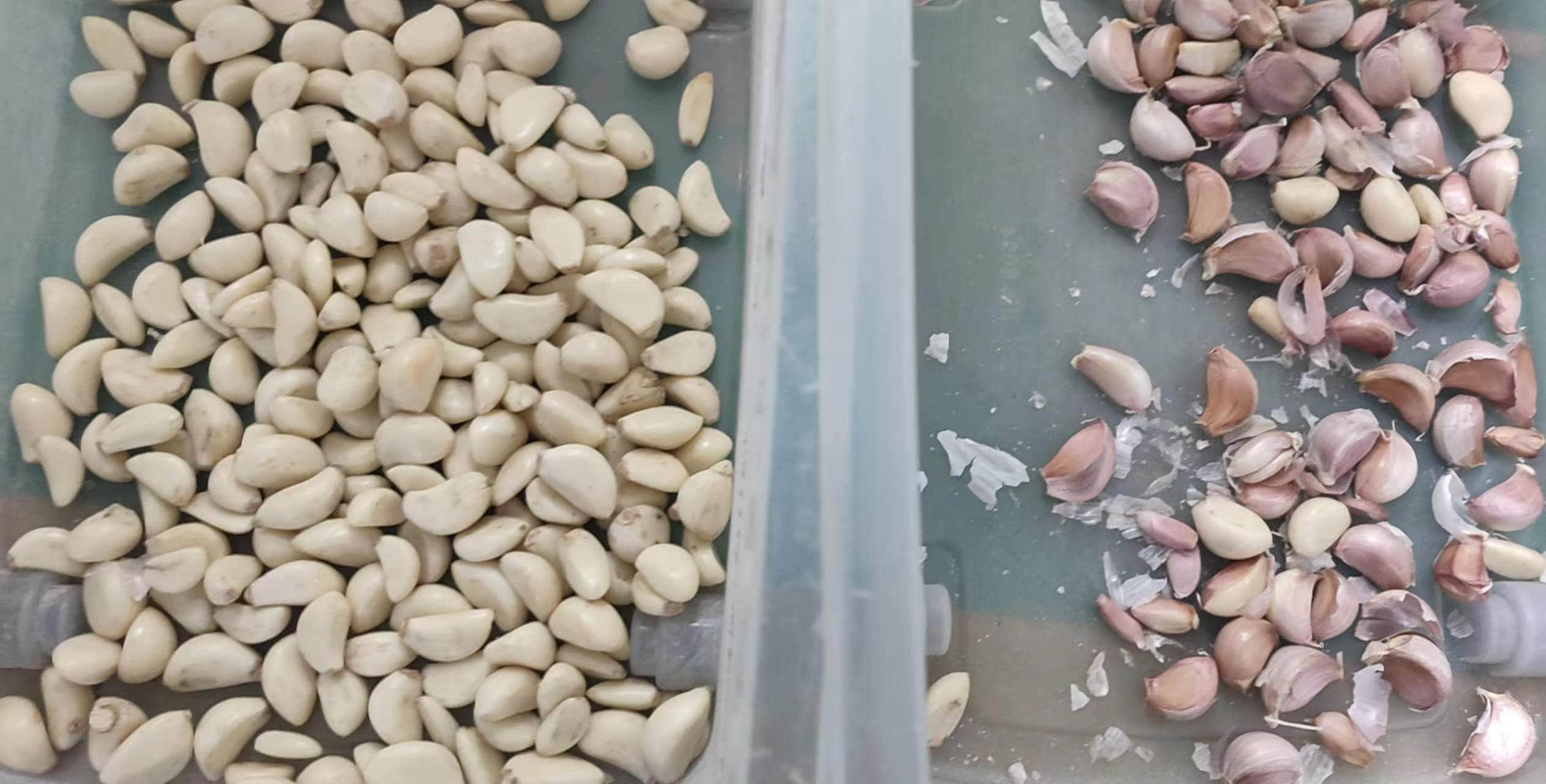 garlic color sorter garlic color sorter