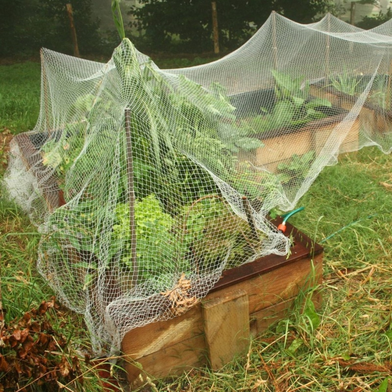 bird net bird net