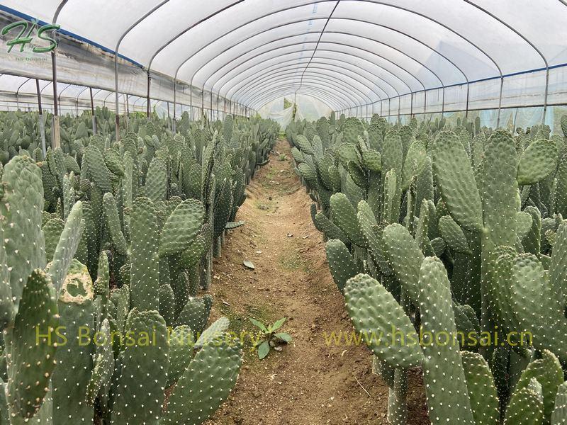 Wholesale Potted Thornless Opuntia Cactus Wholesale Potted Thornless Opuntia Cactus