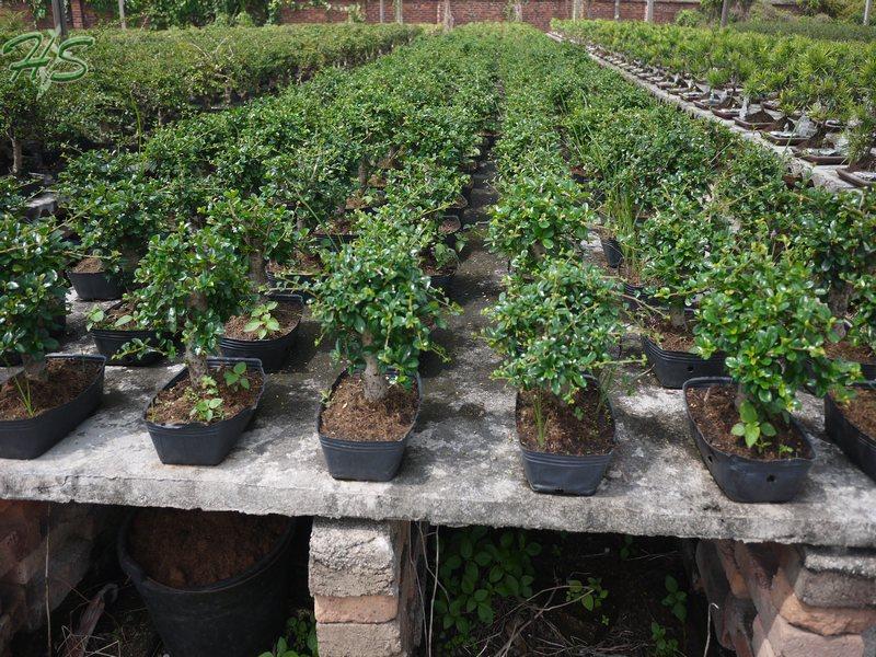 Chinese Podocarpus Bonsai Tree Chinese Podocarpus Bonsai Tree