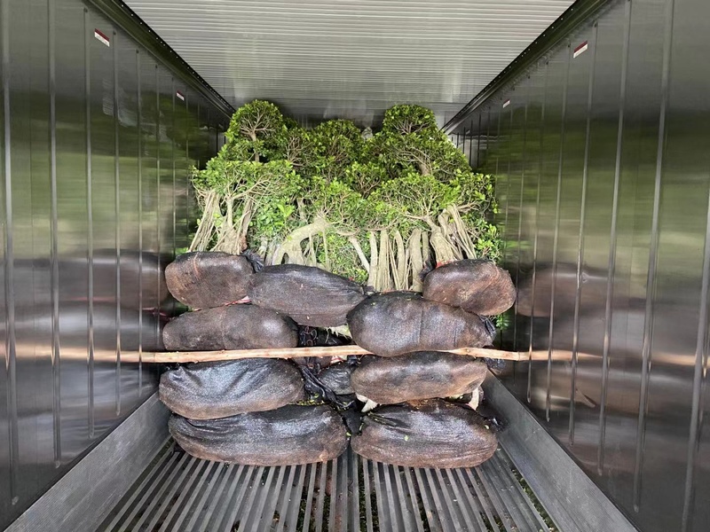 4s cage ficus microcarpa bonsai 4s cage ficus microcarpa bonsai