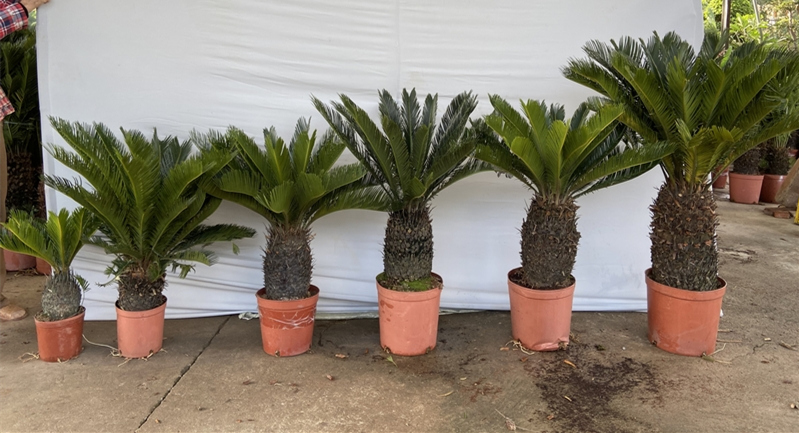 cycas revoluta sago palm cycas revoluta sago palm