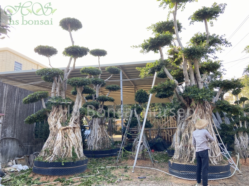 ficus microcarpa dragon shape bonsai ficus microcarpa dragon shape bonsai