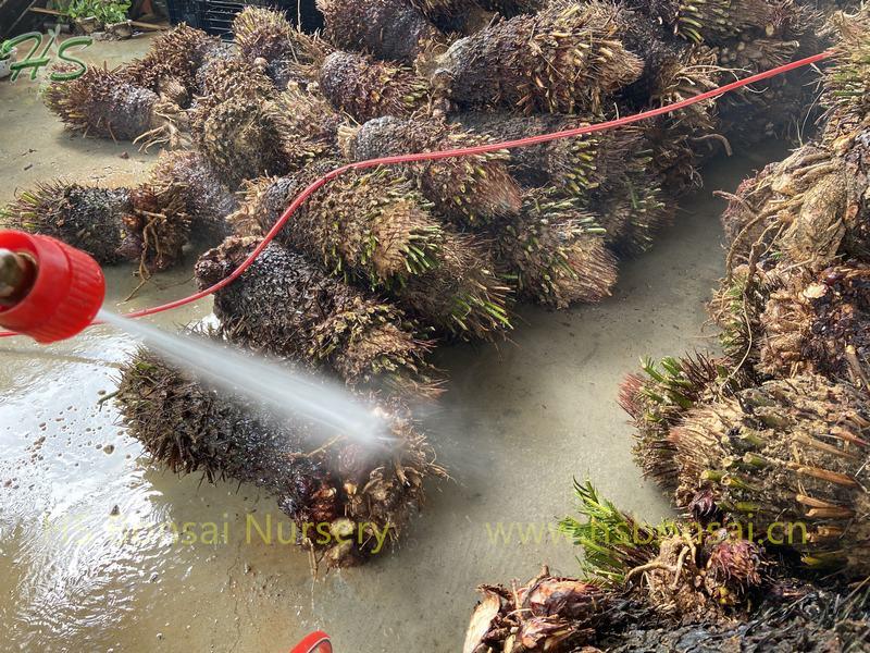 Bare Root Cycas revoluta Without Leaves Bare Root Cycas revoluta Without Leaves