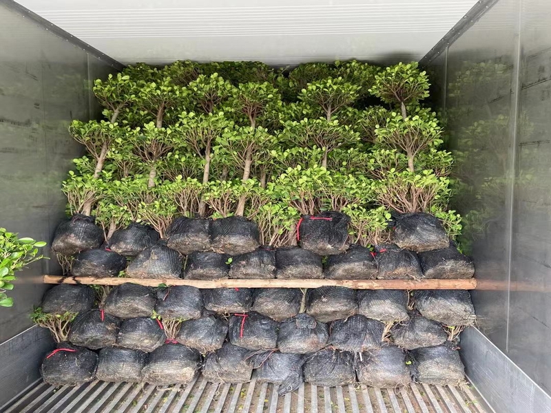 ficus panda three ball shape