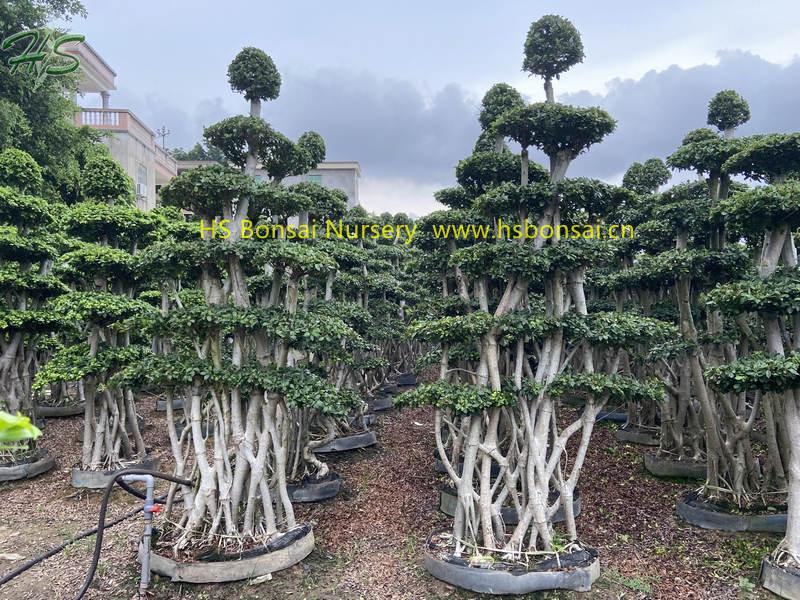 Jungle branch ficus microcarpa bonsai Jungle branch ficus microcarpa bonsai