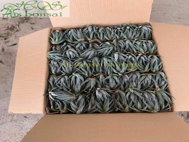 Houseplants easy care Haworthia