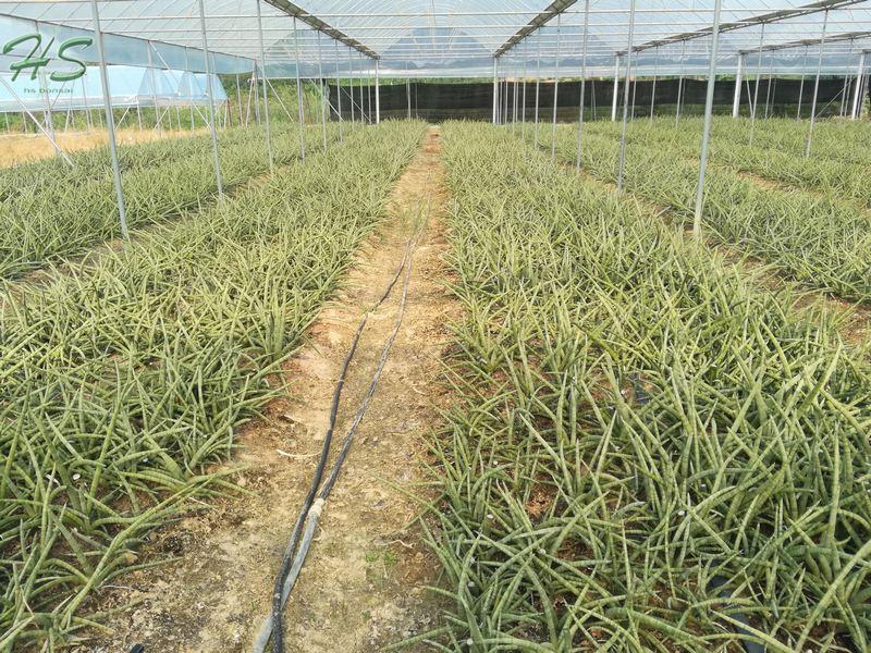 Hotsale Sansevieria Cylindrica Indoor plants Hotsale Sansevieria Cylindrica Indoor plants