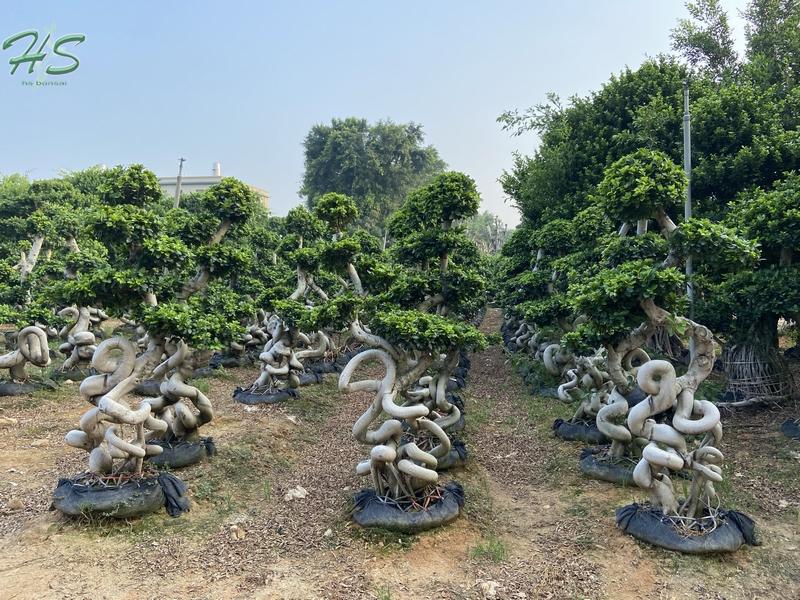 4s cage ficus microcarpa bonsai 4s cage ficus microcarpa bonsai