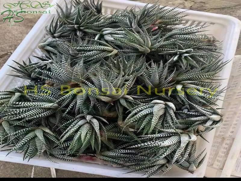 Houseplants easy care Haworthia Houseplants easy care Haworthia