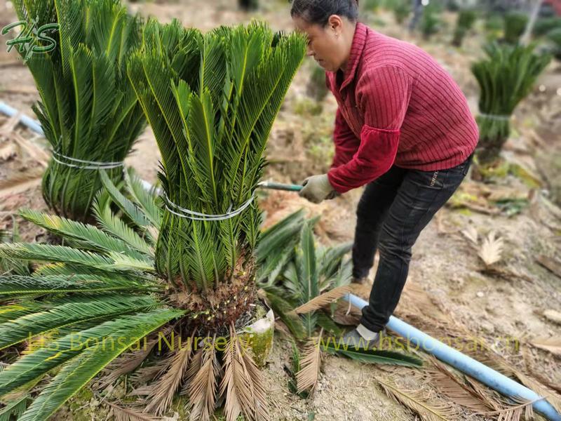 Palm Nursery King Sago Cycas revoluta Potted Palm Nursery King Sago Cycas revoluta Potted