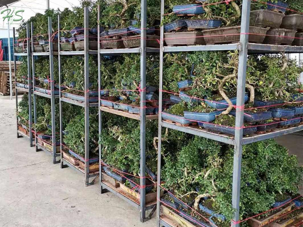 Top Quality Red buxus Bonsai Tree Top Quality Red buxus Bonsai Tree
