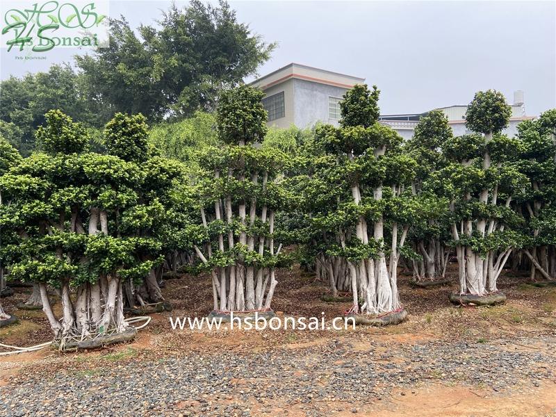 ficus microcarpa jungle bonsai ficus microcarpa jungle bonsai