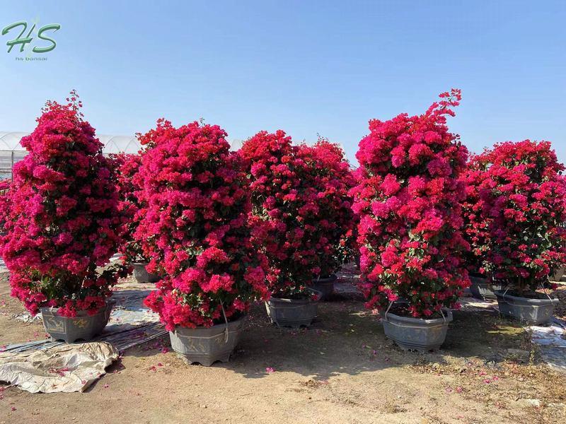 Top Quality Bougainvillea glabra red flower Top Quality Bougainvillea glabra red flower